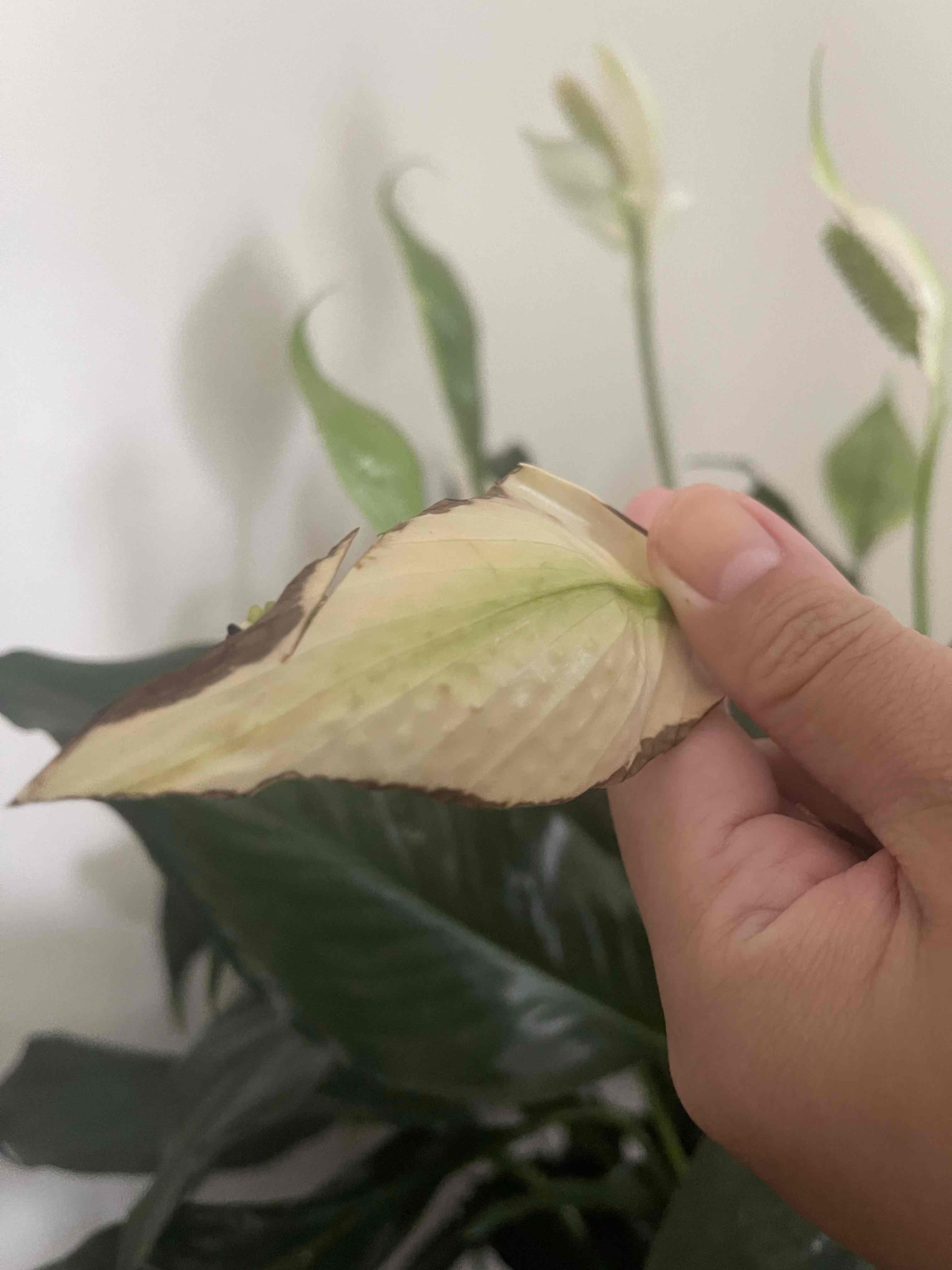 Peace Lily Is Browning