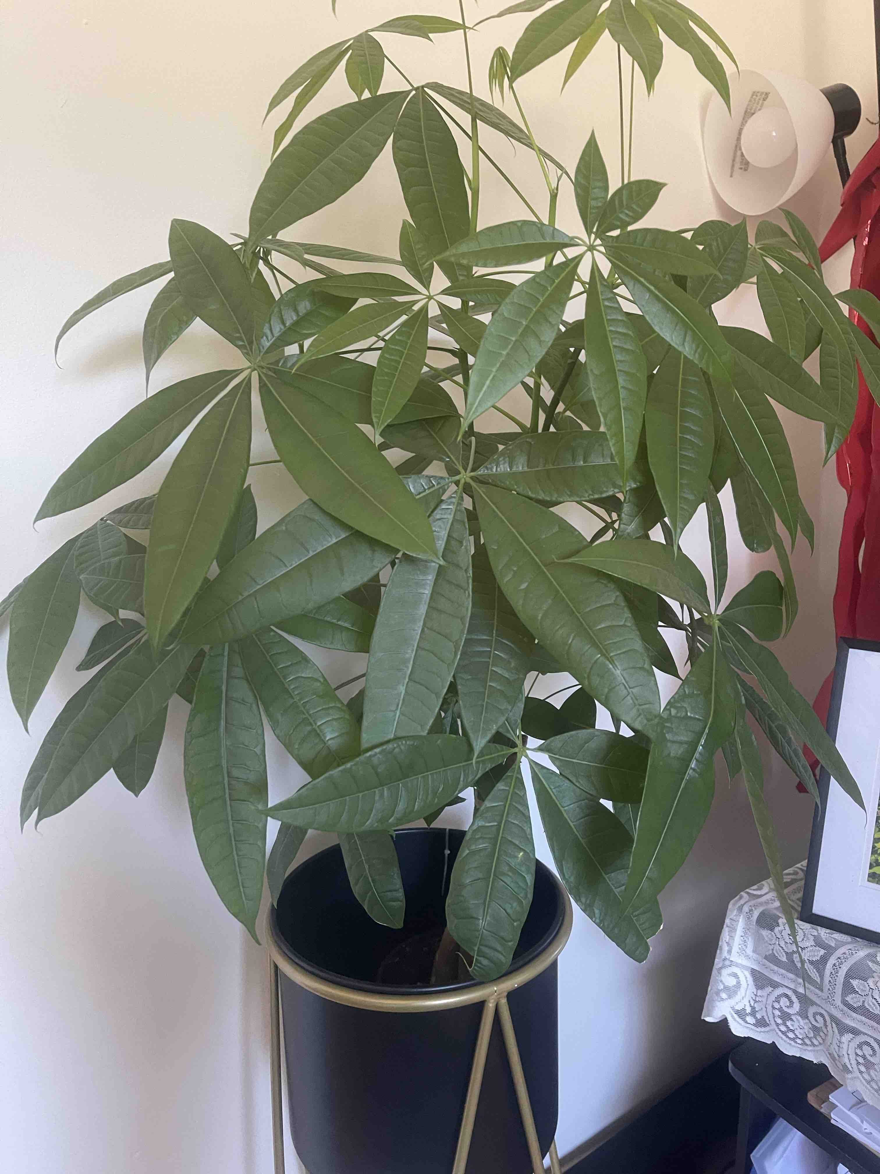 The Healthy Plant