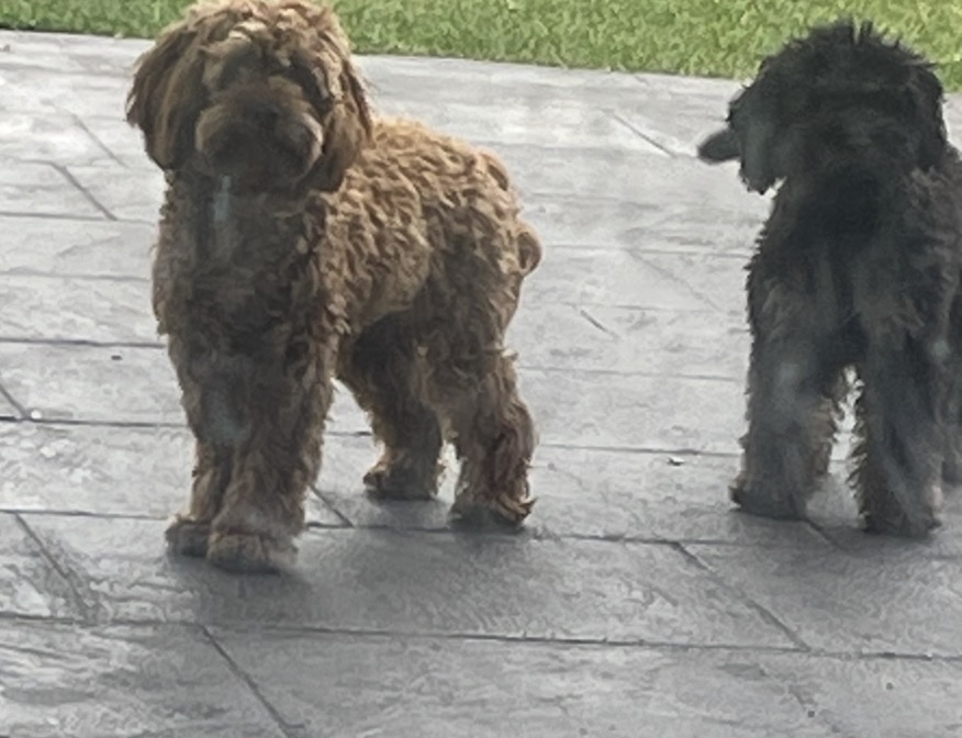 New Dog