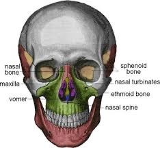 Skull And Their Parts