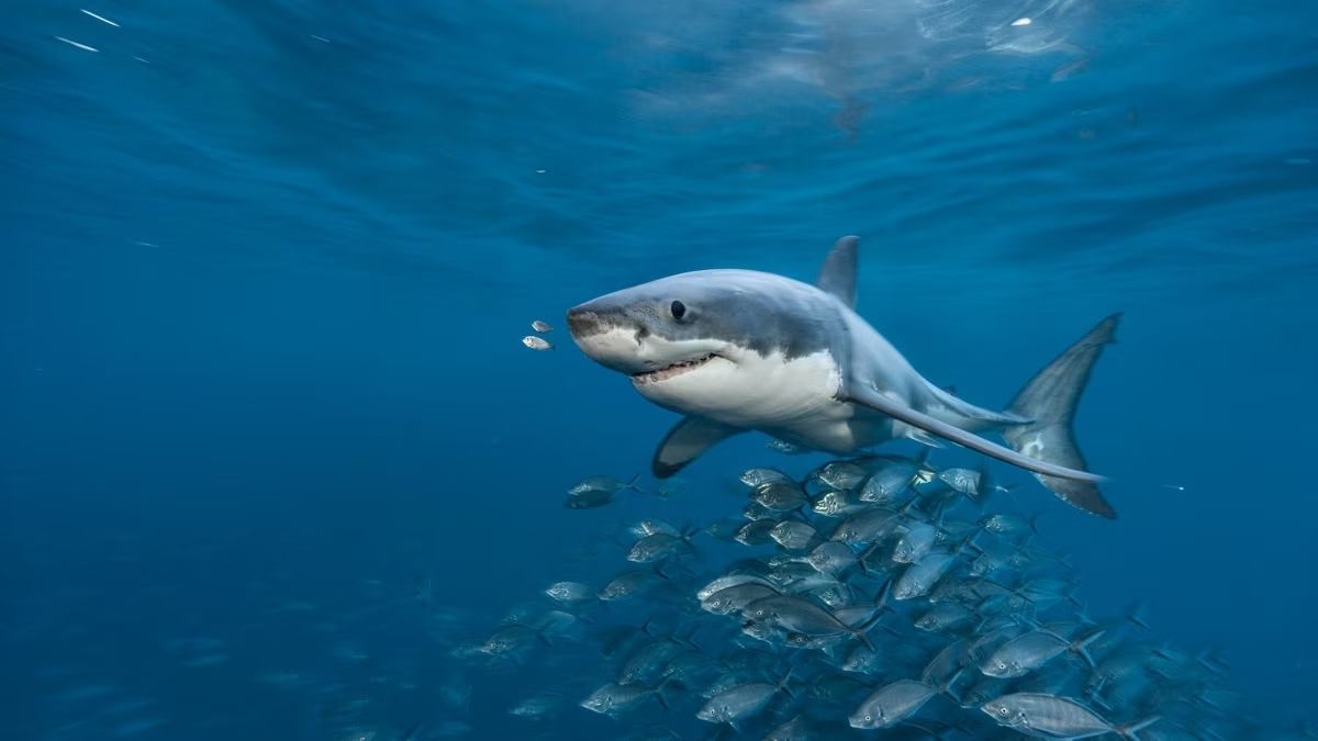 Sea Shark Attacks Spike In Floridian Coastal Waters