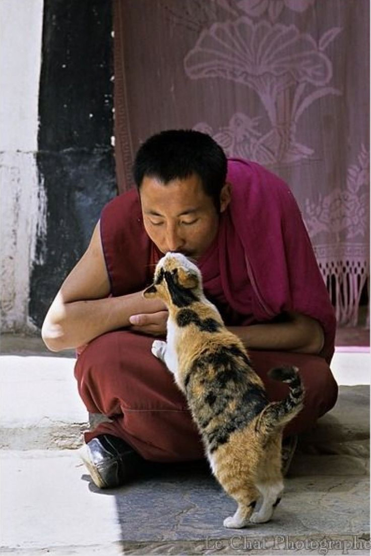 Tibetans Embrace Feline Evol